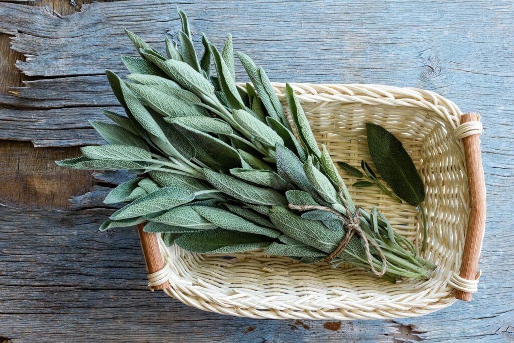 salvia tobacco Smoking Salvia: Effects & Dangers